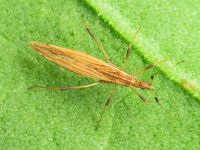 Berytinus (Lizinus) montivagus