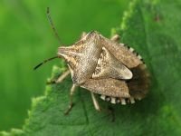 Codophila varia