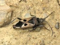 Lasiocoris anomalus