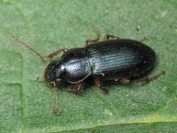 Ophonus azureus