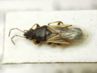 Metopoplax origani