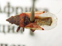 Oxycarenus (Oxycarenus) annulipes