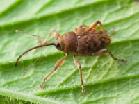 Curculio (Curculio) glandium