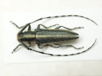 Agapanthia suturalis