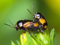 Cryptocephalus (Cryptocephalus) moraei