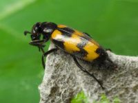 Mylabris pusilla