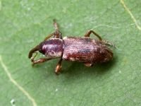 Thryogenes fiorii