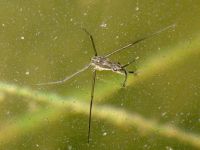 Gerridae