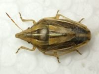 Aelia rostrata