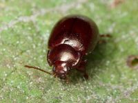 Chrysolina (Chrysolina) staphylaea