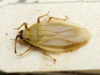 Catoplatus crassipes
