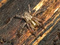 Anyphaena accentuata