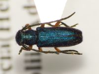 Phytoecia millefolii