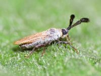 Copium teucrii