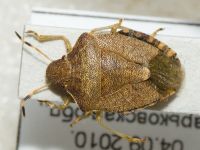 Peribalus (Peribalus) strictus