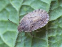 Sciocoris macrocephalus