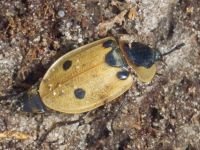 Dendroxena quadrimaculata
