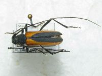 Anoplistes halodendri kozlovi