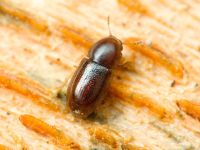 Cis castaneus