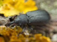 Magdalis (Odontomagdalis) armigera
