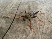 Isotomus comptus