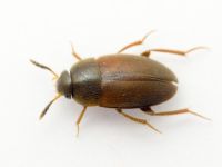 Sciodrepoides watsoni