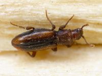 Bothrideres bipunctatus