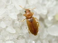 Corticaria elongata