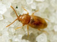 Cryptophagidae