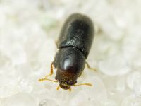 Orthocis perrisi