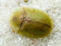 Cassida (Cassida) fausti