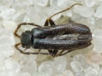 Macrocerus nigrinus
