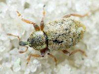 Limobius borealis