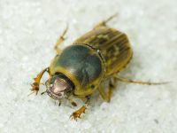 Euoniticellus fulvus