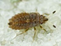 Aradus