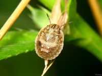Eurygaster testudinaria