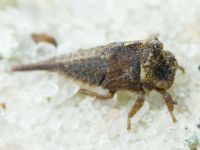 Centrotus cornutus