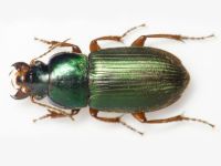 Harpalus affinis
