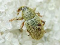 Tychius
