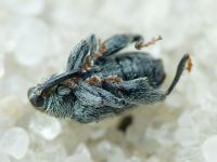 Pseudorchestes
