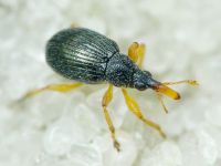 Pseudapion rufirostre