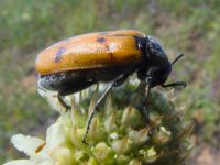 Lydus trimaculatus