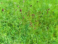 Sanguisorba officinalis