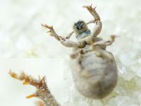 Trachyphloeus spinimanus