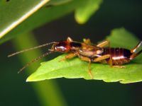 Forficula auricularia