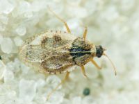 Dictyla humuli