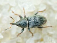 Tychius picirostris