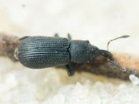 Magdalis (Odontomagdalis) armigera