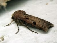 Agrotis exclamationis