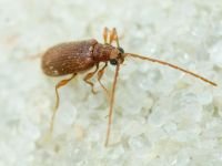 Ptinus